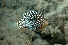 Canthigaster jactator