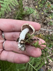 Inocybe sindonia