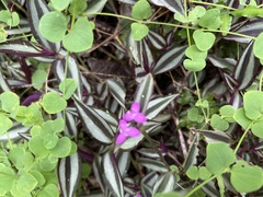 Tradescantia zebrina