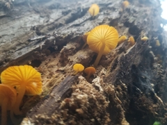 Heimiomyces
