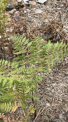 Pteridium