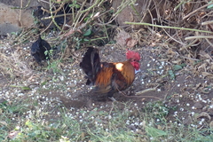 Gallus gallus domesticus