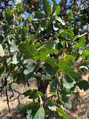 Quercus × eplingii