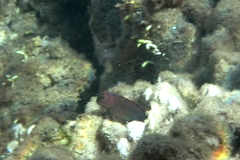 Cirripectes vanderbilti