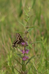 Papilio palamedes