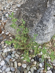 Solanum physalifolium