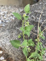 Solanum physalifolium