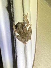 Hyla femoralis