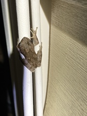Hyla femoralis