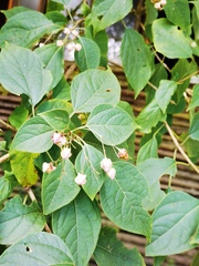 Clerodendrum