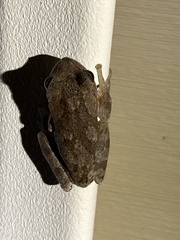 Hyla femoralis