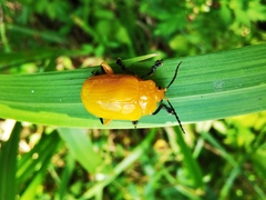 Podontia lutea