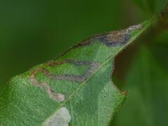 Stigmella betulicola