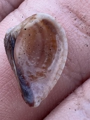 Anomalocardia cuneimeris