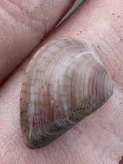 Anomalocardia cuneimeris