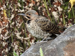 Colaptes auratus luteus