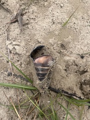 Telescopium telescopium