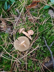 Suillus bovinus