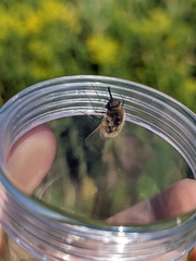 Sparnopolius confusus