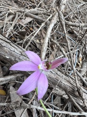 Caladenia quadrifaria