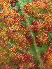 Synchytrium australe