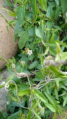 Diplolepis geminiflora