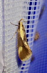 Harpella forficella