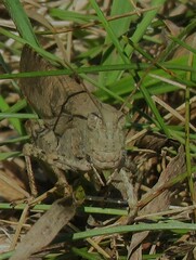 Dissosteira carolina