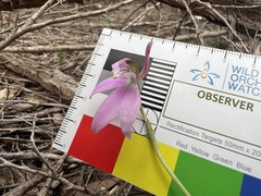Caladenia quadrifaria