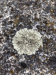 Xanthoparmelia cumberlandia