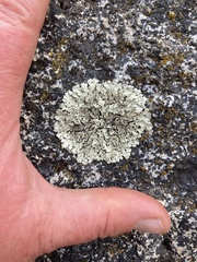 Xanthoparmelia cumberlandia