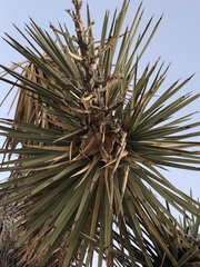Yucca brevifolia