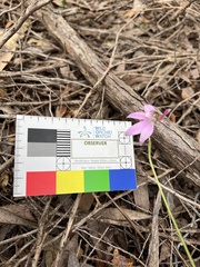 Caladenia quadrifaria