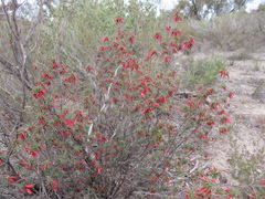 Stenanthera conostephioides