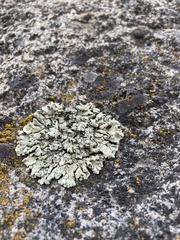 Xanthoparmelia cumberlandia