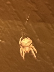 Araneus gemmoides