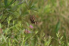 Papilio palamedes