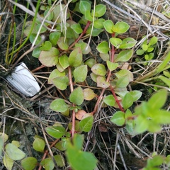 Ludwigia repens