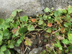 Synchytrium australe