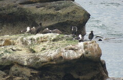 Larus dominicanus dominicanus
