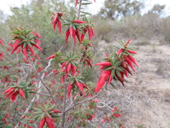 Stenanthera conostephioides