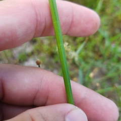 Eleocharis interstincta
