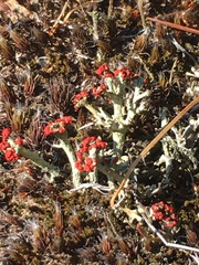 Cladonia