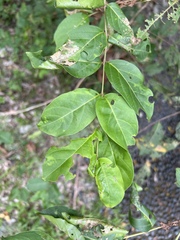 Lagerstroemia subcostata