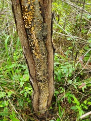 Lachnellula