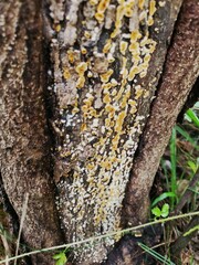 Lachnellula