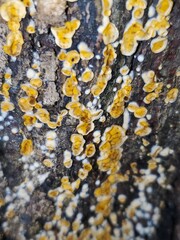 Lachnellula
