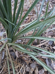 Hesperoyucca whipplei
