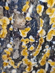 Lachnellula