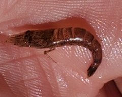 Crangon septemspinosa